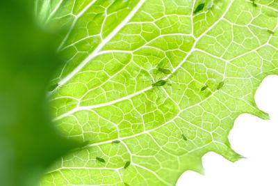 IMG-Aphids-on-the-leave-GL