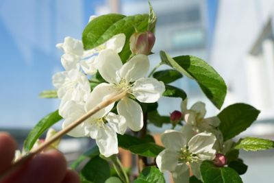 White Apple blossom close up
