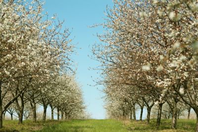 rows of apple trees blossoming