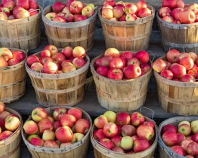 rows of baskets of red apples