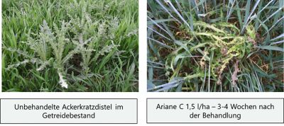 Ariane C Ackerkratzdistel 