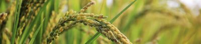Imagen primer plano arroz desktop