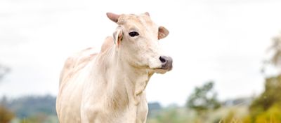 Boi de pelo branco em frente a um céu cinza