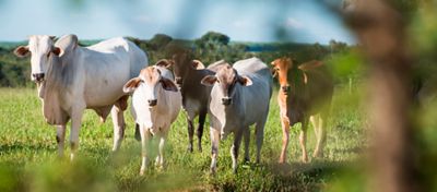 O impacto da COP26 no agronegócio nacional