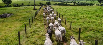 Mercado de Crédito de Carbono dá sinais de avanço na agropecuária brasileira