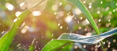 Chuva caindo sobre folha de milho.