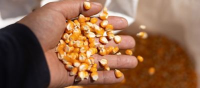 Close de uma mão segurando uma quantidade de sementes de milho amarelo em um saco, destacando a importância da escolha de sementes de qualidade para um plantio de milho eficiente.