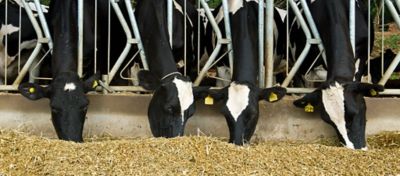 Várias vacas pretas e brancas se alimentando em um estábulo, presas em baias de alimentação sob um telhado de metal. As vacas estão em um ambiente controlado e organizado, ilustrando práticas de manejo sustentável e agricultura regenerativa. A cena demonstra a importância da nutrição adequada e do bem-estar animal na produção agrícola. Ao fundo, é possível ver um campo verde, indicando um ambiente rural.