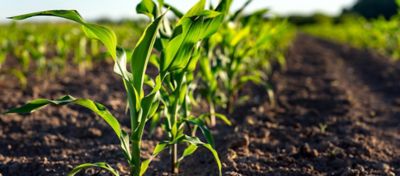 Plantas de milho em estágio inicial de desenvolvimento foliar em um campo agrícola. A imagem mostra fileiras de mudas de milho crescendo em solo preparado, com um fundo desfocado de vegetação verde. A cena é iluminada pela luz do sol, destacando o crescimento saudável e promissor das plantas, simbolizando práticas agrícolas eficazes e a vitalidade do cultivo de milho.