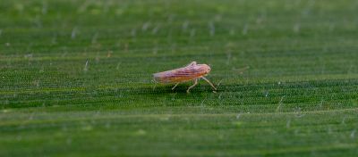 Imagem representando um vetor do enfezamento do milho para identificação dos produtores.