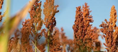 Sorgo cresce na preferência dos produtores para a segunda Safra.