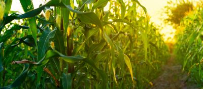 Lavoura de milho em fase de desenvolvimento.