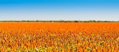Lavoura de sorgo em desenvolvimento no campo.