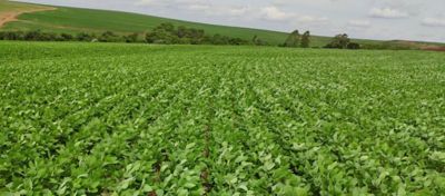 Lavoura de soja em desenvolvimento inicial.