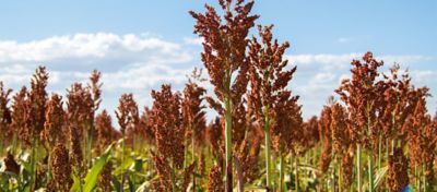 Conheça os grandes produtores no mercado de sorgo e as diferentes finalidades possíveis para essa cultura