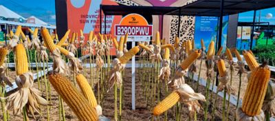 Milho Híbrido B2900PWU da Brevant® Sementes, novo Milho Híbrido para Safrinha e desafios climáticos