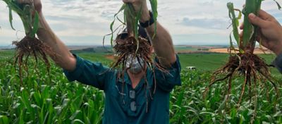 Da esquerda para direita: 1) raiz do milho com tratamento de sementes padrão do mercado; 2) raiz do milho com tratamento padrão + Lumialza™; e 3) raiz do milho com tratamento padrão + Lumialza™ + Lumidapt™ Valta. Lavoura em Guarapuava (PR) – divulgação Corteva Agriscience.