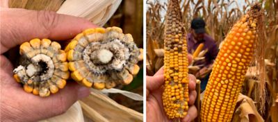 Milho: estratégias de manejo para evitar a doença da espiga