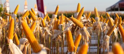 Brasil, Estados Unidos e a dinâmica de preços no mercado de milho e soja