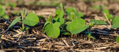 Sistema de plantio direto aumenta competitividade no agro