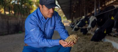 Agricultor segurando silagem de milho recém-colhido.