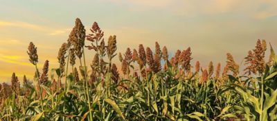Pulgão Amarelo no Sorgo