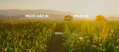 Refúgio Estruturado Efetivo: aliado importante para a preservação da tecnologia Bt 