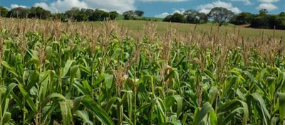 Rotação de culturas alia produtividade e conservação do solo