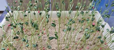 Teste de velocidade de emergência