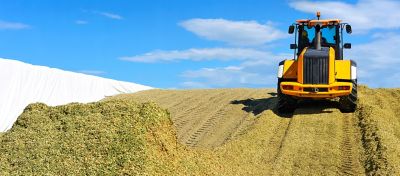 Artigo Blog Boa Silagem