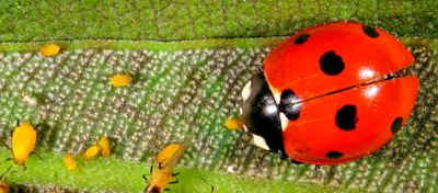 pragas agrícolas na lavoura