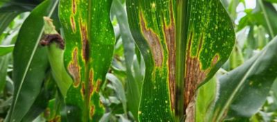 Folhas de milho com sintomas de infecção por Diplodia, apresentando manchas marrons alongadas e áreas necrosadas que se espalham ao longo das nervuras centrais. As folhas exibem uma coloração verde, com áreas afetadas mostrando descoloração amarelada e marrom. A plantação de milho ao fundo está em estágio vegetativo avançado.