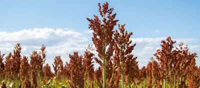 Campo de sorgo com hastes altas e flores avermelhadas sob um céu azul com nuvens esparsas.