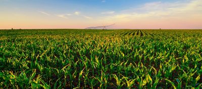 Nas imagens, duas perspectivas de lavouras de milho em fase de desenvolvimento