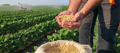 Produtor segurando sementes de soja em lavoura