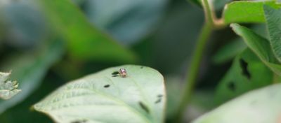 Folíolo de soja sendo atacado por Diabrotica speciosa