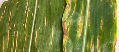 Imagem de uma folha de milho afetada pela mancha-de-bipolaris. A folha apresenta diversas lesões alongadas e estreitas de cor amarelada a marrom, concentradas principalmente nas margens e ao longo das nervuras. A textura das lesões é seca e esbranquiçada no centro, característica da infecção por Bipolaris maydis. A foto foi tirada de perto, mostrando claramente os detalhes das lesões e a coloração da folha. Fotografia creditada a Viviane Ruela.