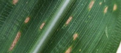 Mancha foliar no milho