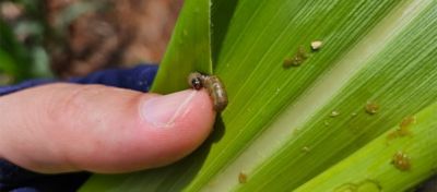 Lagarta em cultura do milho