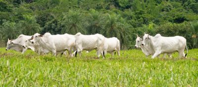 Uma manada de gado branco pastando em uma pastagem verde exuberante sob um céu azul. A imagem ilustra a prática de manejo de pasto, mostrando como a pastagem bem manejada pode proporcionar uma alimentação saudável e abundante para o gado. Ao fundo, é possível ver uma área de mata, destacando a integração harmoniosa entre a pecuária e o meio ambiente