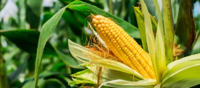 milho híbrido