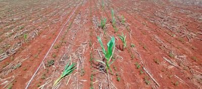 Milho tiguera em lavoura de soja no estado de Goiás. Foto: Marília Ferreira.