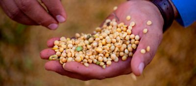 sementes de soja