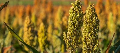 Campo de sorgo com plantas maduras, prontas para a colheita. A imagem destaca a robustez e a altura das plantas, características importantes para a produção de silagem de sorgo.