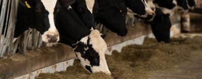 bovinos se alimentando