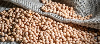 Artigo Blog Soja Argentina