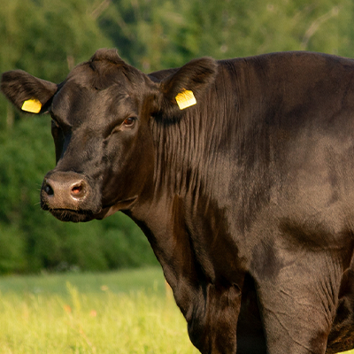 Conheça tudo sobre o boi Angus: origem, principais características, qualidade da carne e impacto no mercado pecuário brasileiro. Saiba mais!
