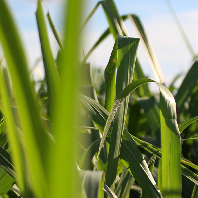 Conheça os principais tipos de braquiária, dicas práticas para o manejo e como garantir a correta adaptação para uma forragem nutritiva.