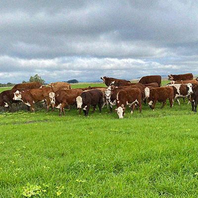 O pecuarista Miguel Ferreira teve o pasto inundado pela enchente e se surpreendeu ao ver o capim rebrotando em pouco tempo, graças ao manejo adequado