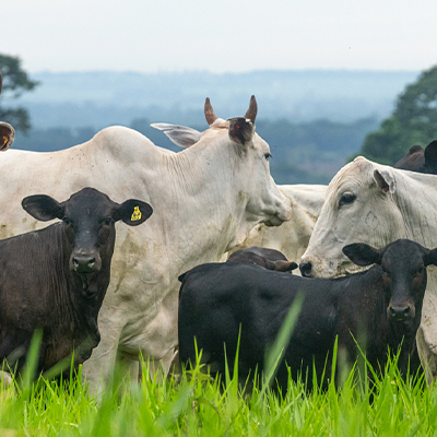 Pecuarista pode ter melhores tomadas de decisão a partir da análise do seu poder de compra a partir da receita gerada pela venda do boi.